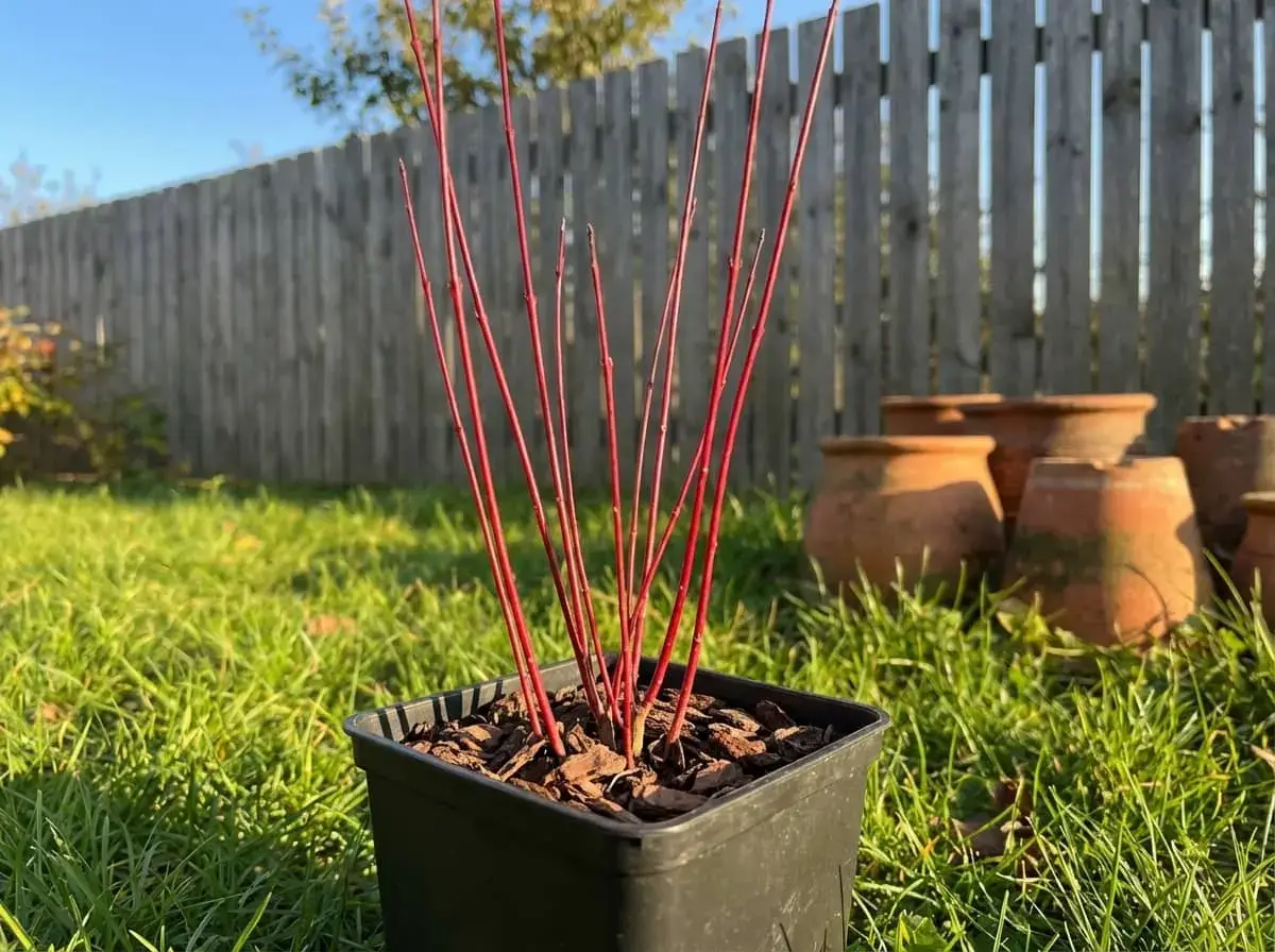 Саджанець П9